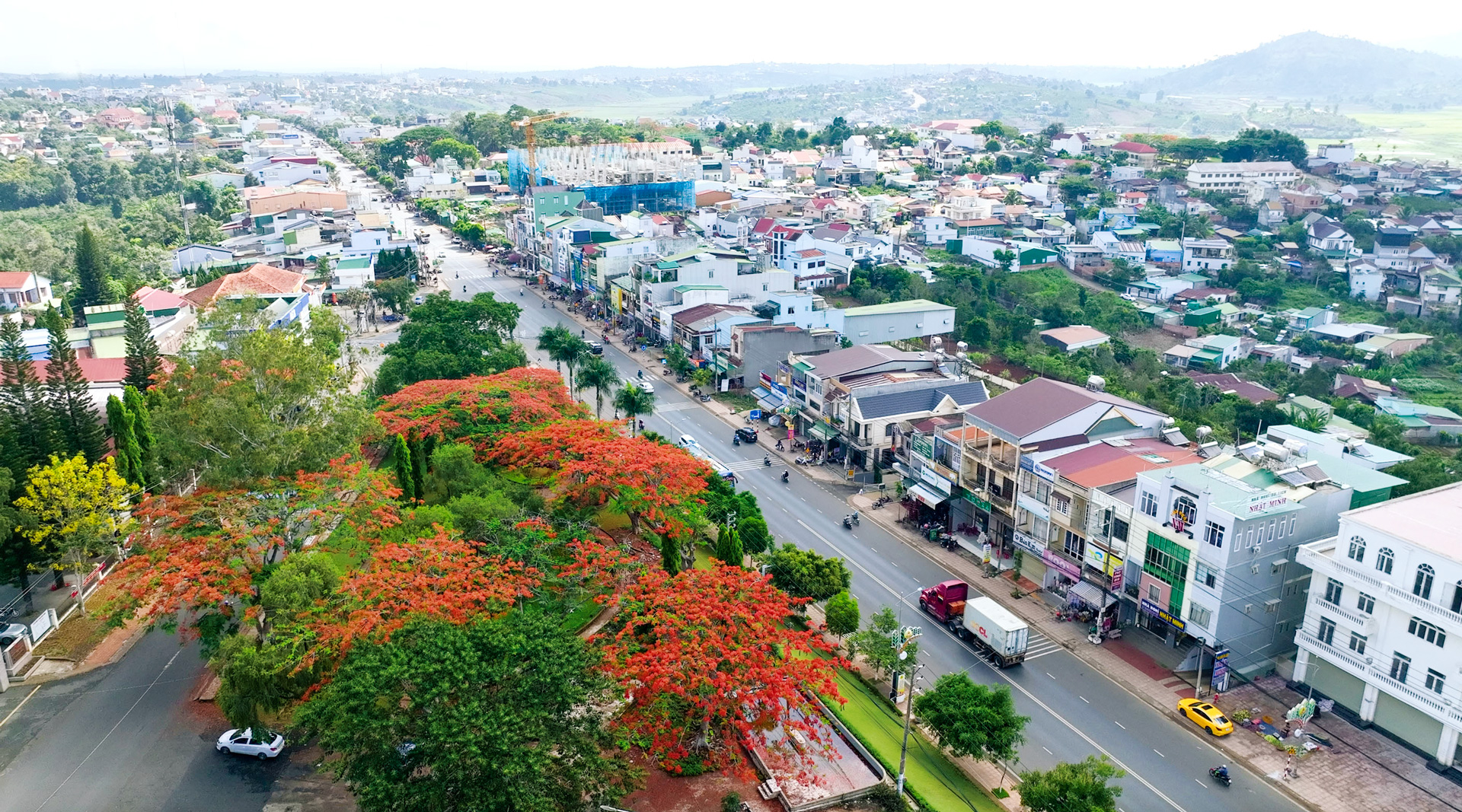 Mát mắt với sắc muồng hoàng yến ở Di Linh