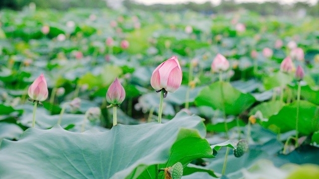 Tháng Năm, thương một mùa sen