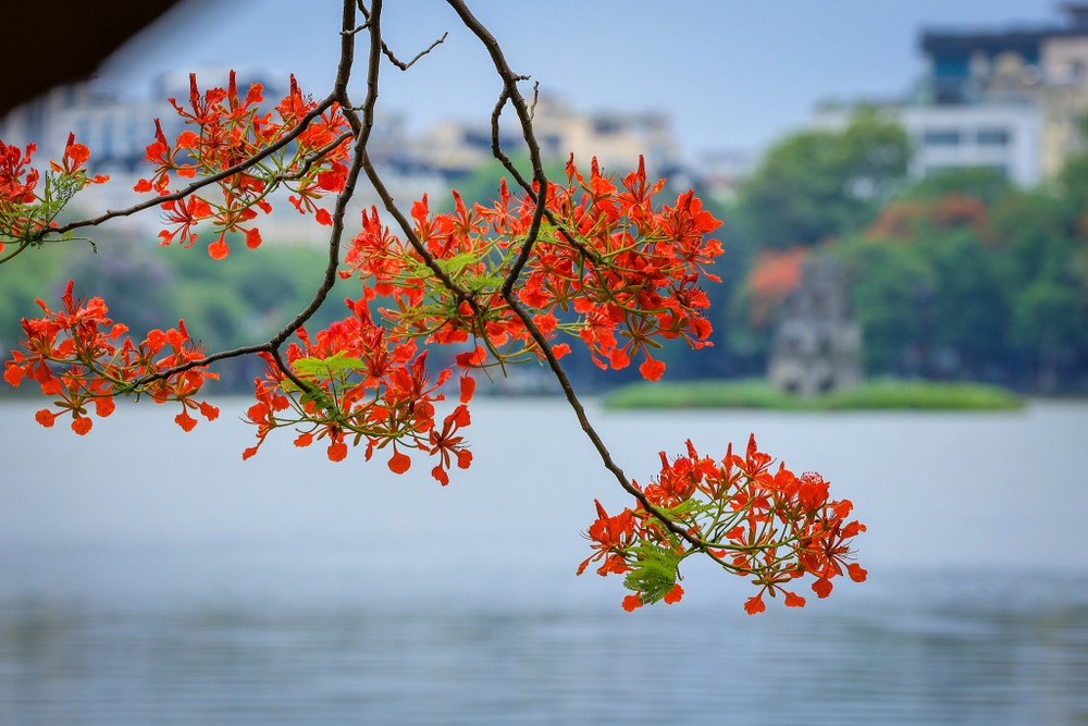Chút se lạnh giữa mùa hạ