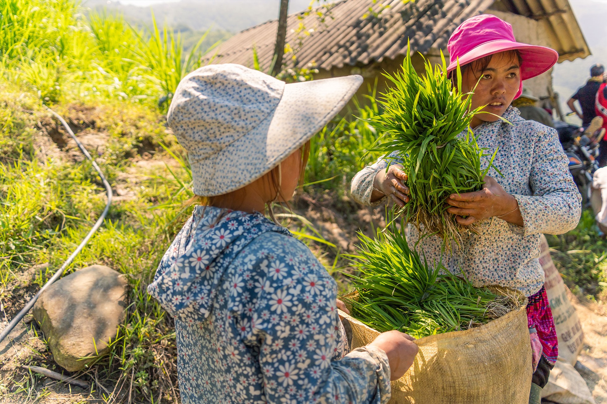 Bức họa vùng cao mùa nước đổ ở Lào Cai Bức họa vùng cao mùa nước đổ ở Lào Cai