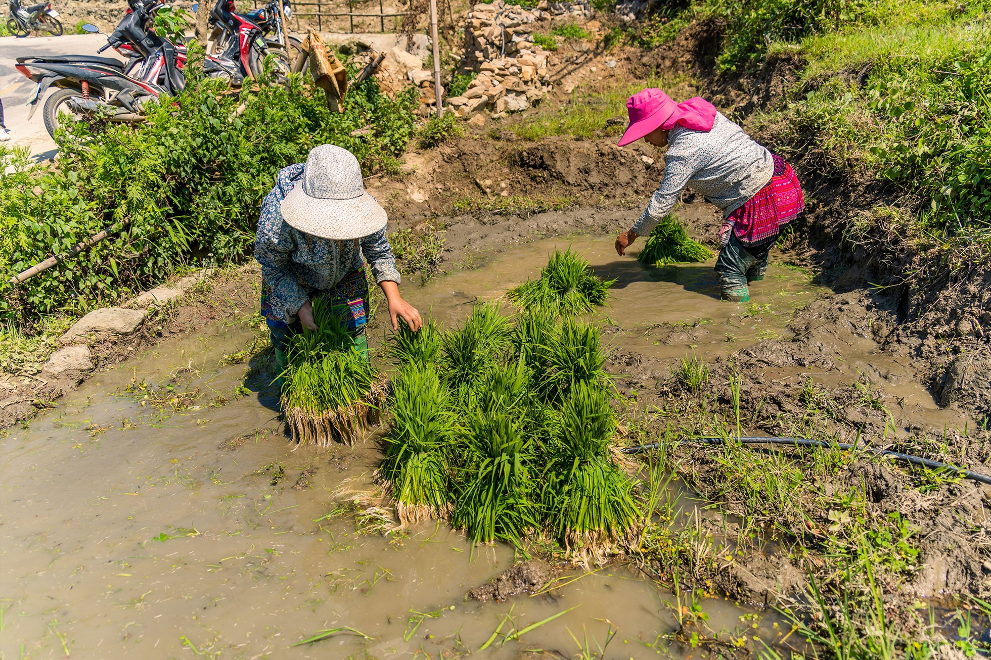 Bức họa vùng cao mùa nước đổ ở Lào Cai Bức họa vùng cao mùa nước đổ ở Lào Cai