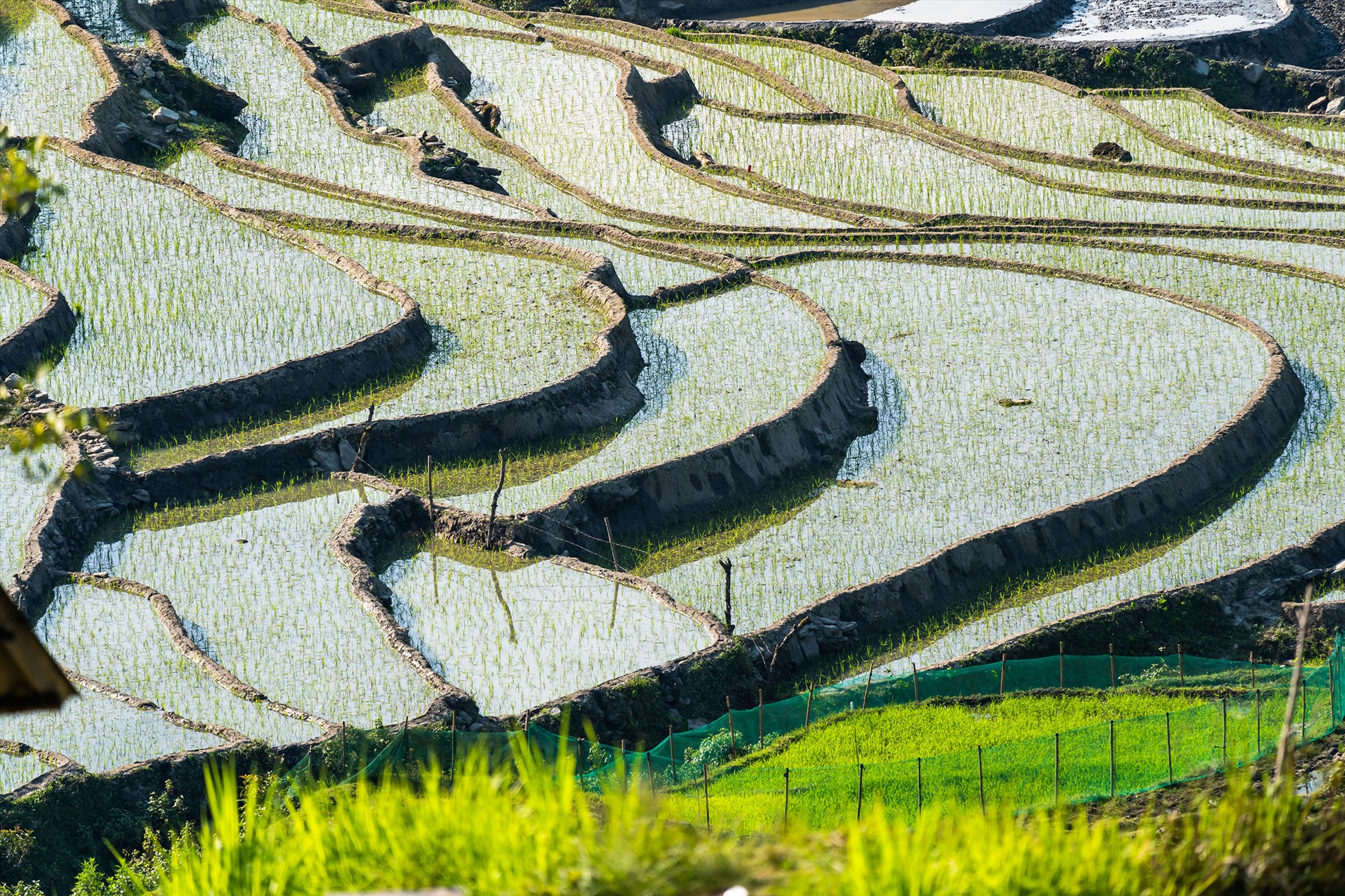 Bức họa vùng cao mùa nước đổ ở Lào Cai Bức họa vùng cao mùa nước đổ ở Lào Cai