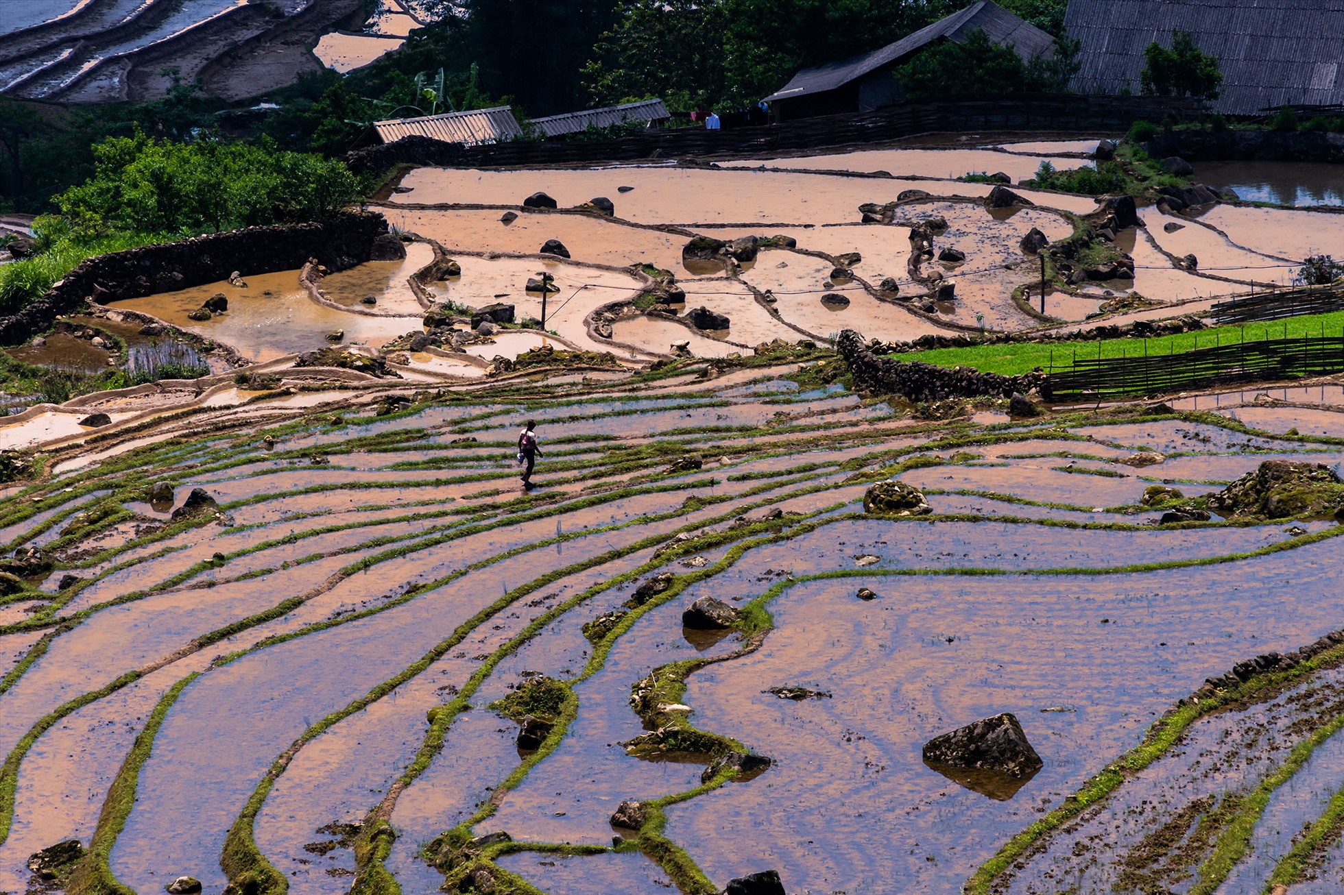Bức họa vùng cao mùa nước đổ ở Lào Cai Bức họa vùng cao mùa nước đổ ở Lào Cai