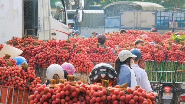 Độc lạ Bắc Giang: Tour du lịch hái vải đêm giá rẻ, du khách được ăn vải thoả thích