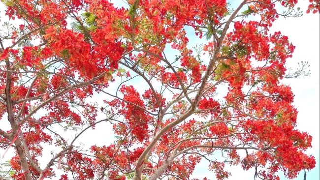 Hoa phượng nở gọi mùa hè về