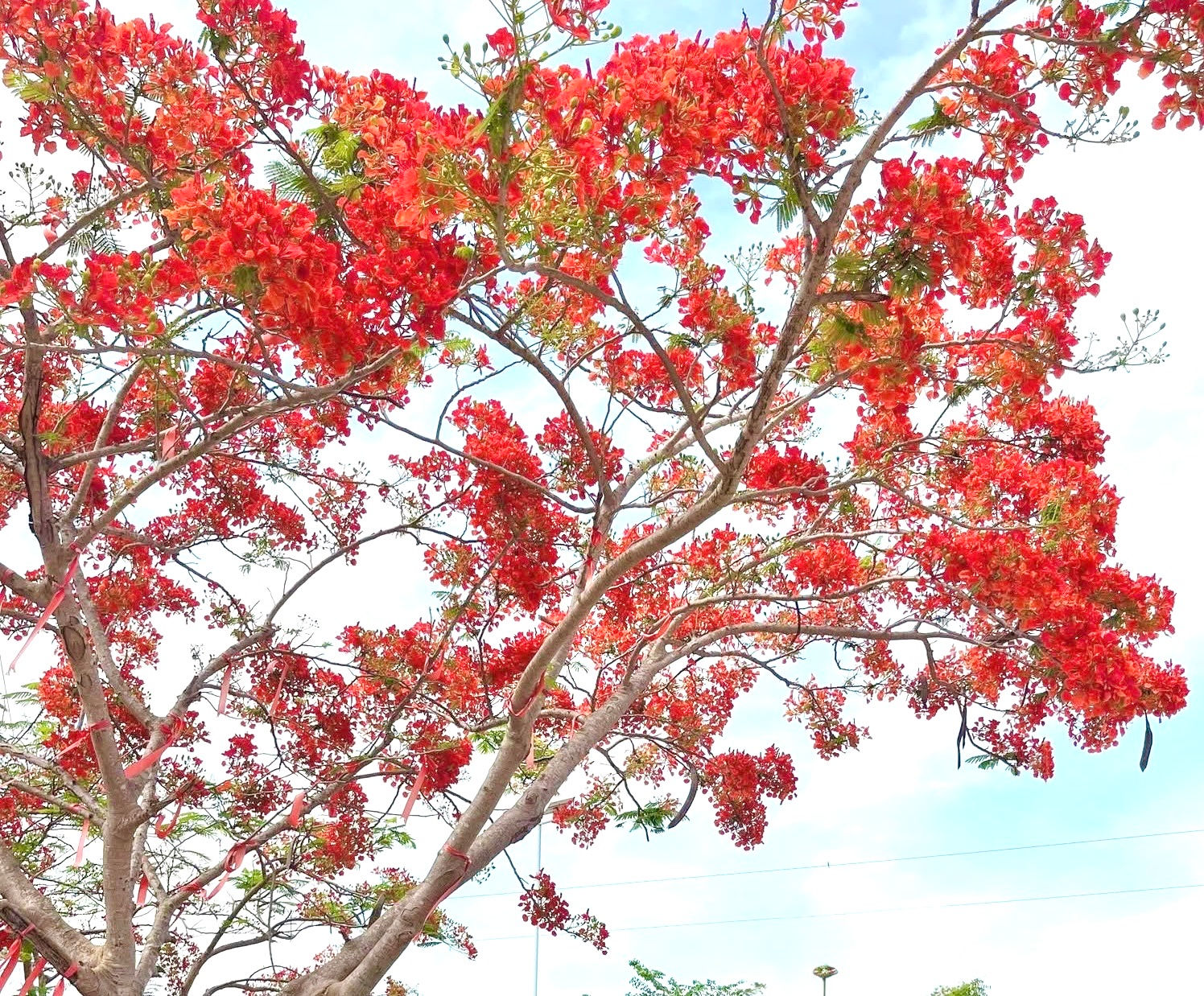 Hoa phượng nở gọi mùa hè về