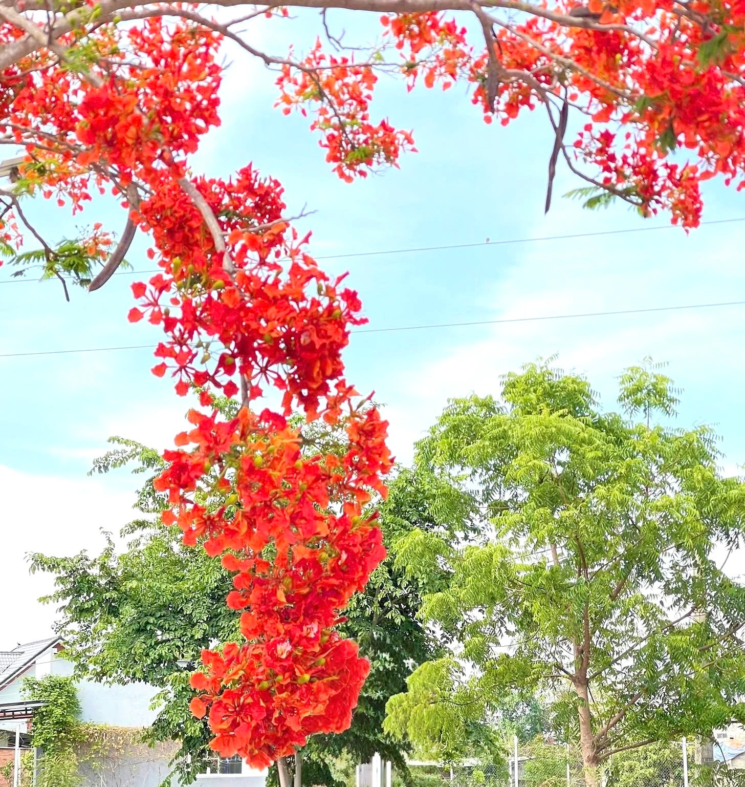 Hoa phượng nở gọi mùa hè về