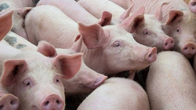 Giá lợn heo hơi hôm nay 31/7: Ghi nhận mức cao nhất 69.000 đồng/kg
