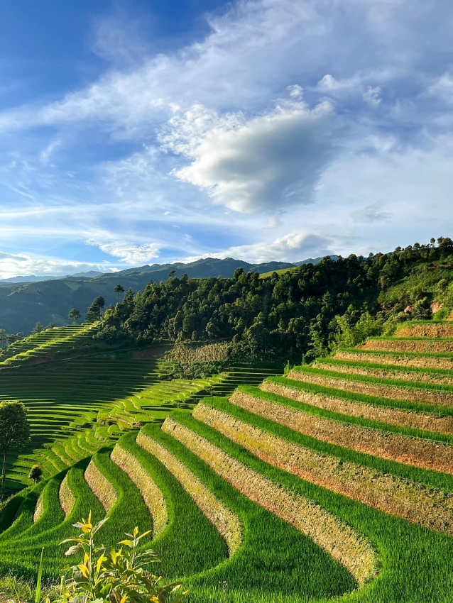 Mù Cang Chải xanh mướt mùa lúa non, hút khách mê xê dịch Mù Cang Chải xanh mướt mùa lúa non, hút khách mê xê dịch