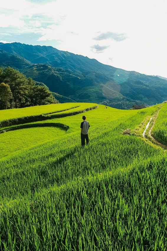 Mù Cang Chải xanh mướt mùa lúa non, hút khách mê xê dịch Mù Cang Chải xanh mướt mùa lúa non, hút khách mê xê dịch