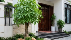 Người xưa khuyên nên trồng 5 loại cây trước sân, vừa đẹp nhà vừa mang ý nghĩa tốt lành