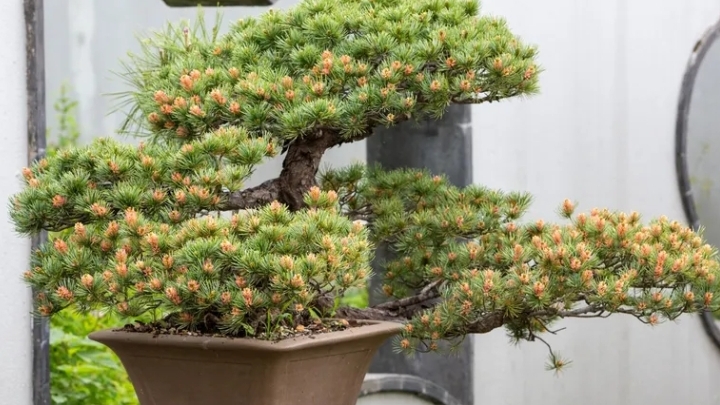 Theo phong thủy, nên đặt cây bonsai ở đâu để thu hút tài lộc và cân bằng năng lượng?