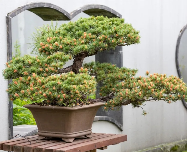 Theo phong thủy, nên đặt cây bonsai ở đâu để thu hút tài lộc và cân bằng năng lượng?