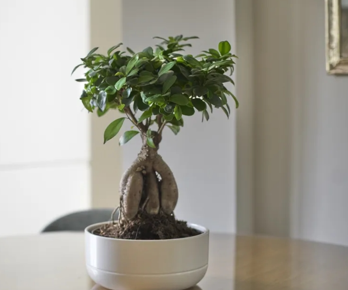 Theo phong thủy, nên đặt cây bonsai ở đâu để thu hút tài lộc và cân bằng năng lượng?