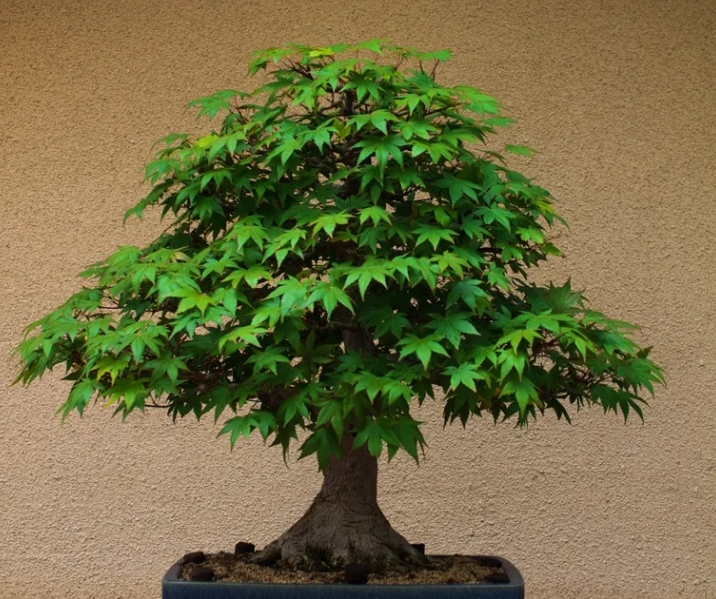 Theo phong thủy, nên đặt cây bonsai ở đâu để thu hút tài lộc và cân bằng năng lượng?