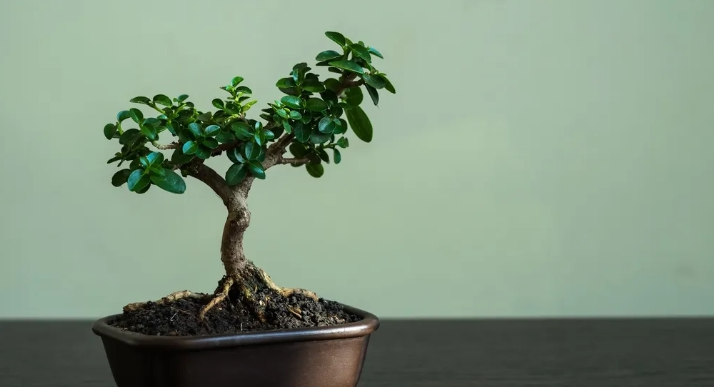 Theo phong thủy, nên đặt cây bonsai ở đâu để thu hút tài lộc và cân bằng năng lượng?