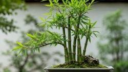 Phong thủy cây cảnh theo năm sinh: Cách chọn bonsai phù hợp với ngũ hành