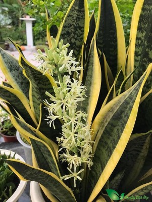 Lưỡi hổ ra hoa - Tín hiệu phong thủy tích cực cho gia chủ