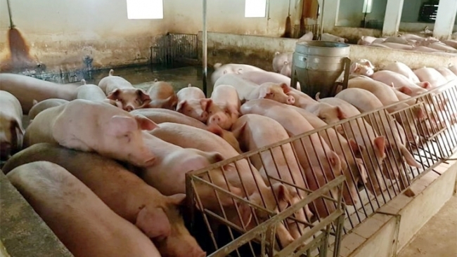 Giá lợn heo hơi hôm nay 4/8: Giảm cao nhất 3.000 đồng/kg tại khu vực phía Nam