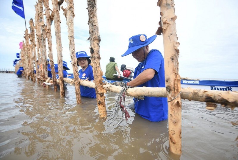 Vinamilk triển khai Dự án tái sinh 25 hecta rừng ngập mặn tại Cà Mau với sự tham gia của nhân viên công ty