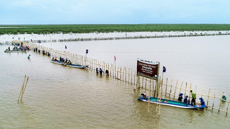 Vinamilk triển khai Dự án tái sinh 25 hecta rừng ngập mặn tại Cà Mau với sự tham gia của nhân viên công ty