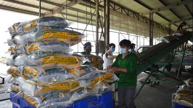 Giá gạo xuất khẩu Việt Nam vẫn giữ vững vị trí cao nhất thế giới