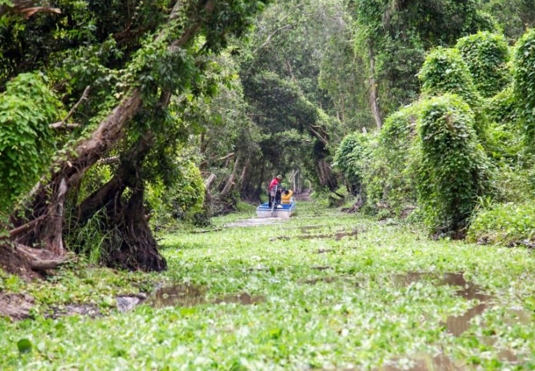 Khám phá rừng tràm Trà Sư thời điểm đẹp nhất trong năm