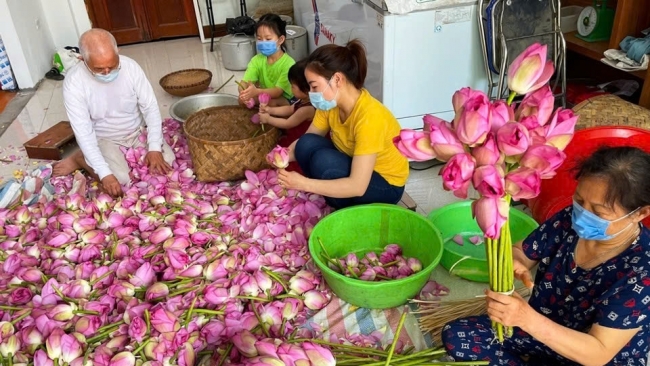 Nghề ướp trà sen Quảng An là di sản văn hóa phi vật thể quốc gia