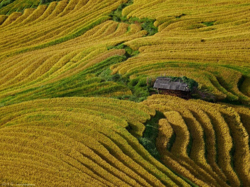 Khám phá những cánh đồng lúa chín đẹp như tranh cho kỳ nghỉ Quốc khánh 2/9