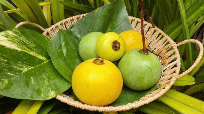 Mùa thị