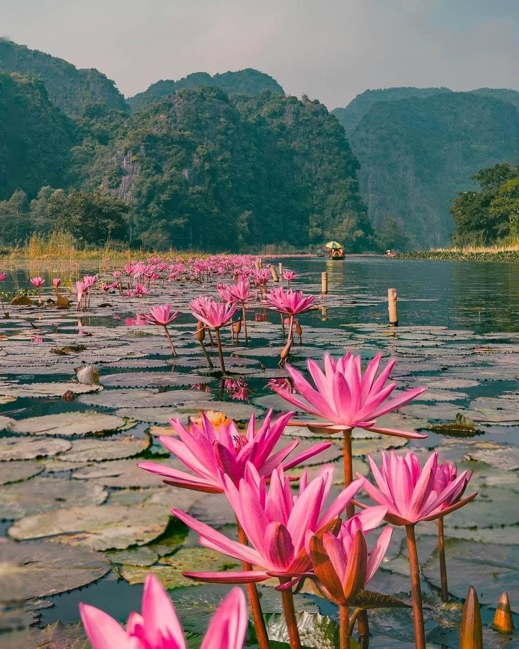 Ninh Bình vào mùa hoa súng, cảnh sắc đẹp tựa tranh vẽ