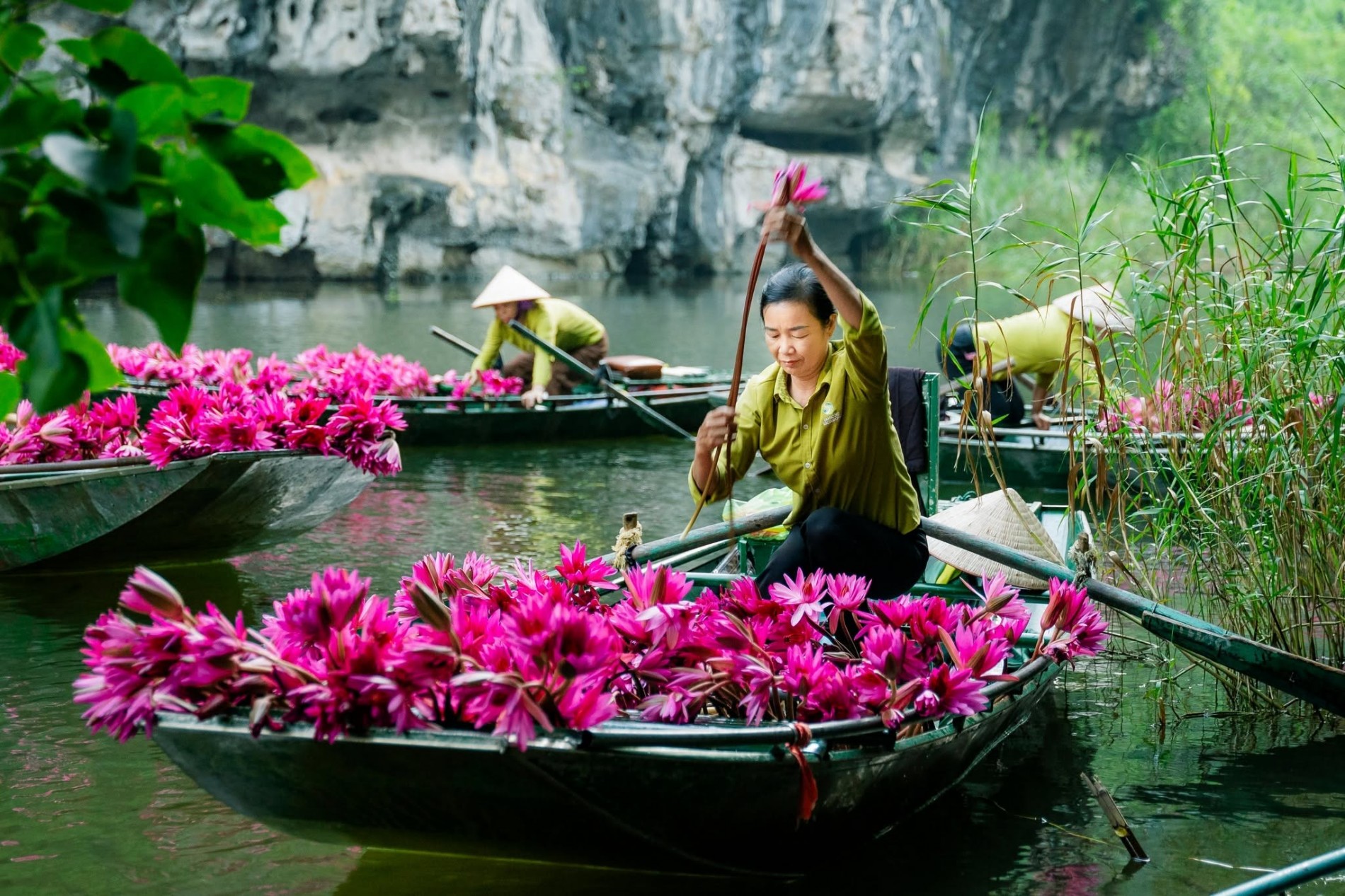 Ninh Bình vào mùa hoa súng, cảnh sắc đẹp tựa tranh vẽ