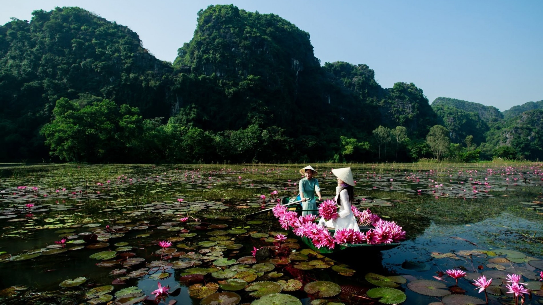 Ninh Bình vào mùa hoa súng, cảnh sắc đẹp tựa tranh vẽ