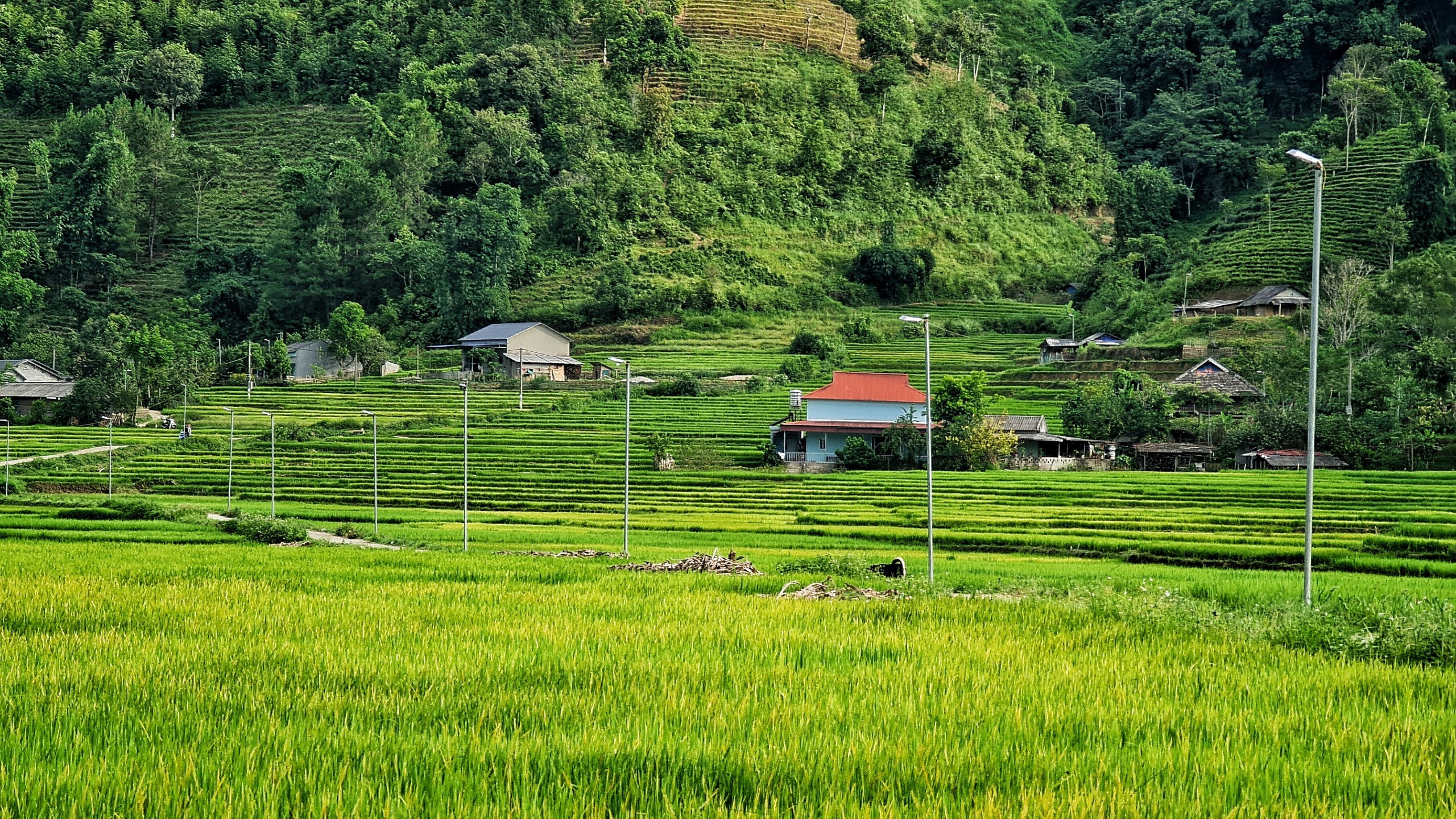 Tây Bắc đẹp mê hoặc độ sang thu