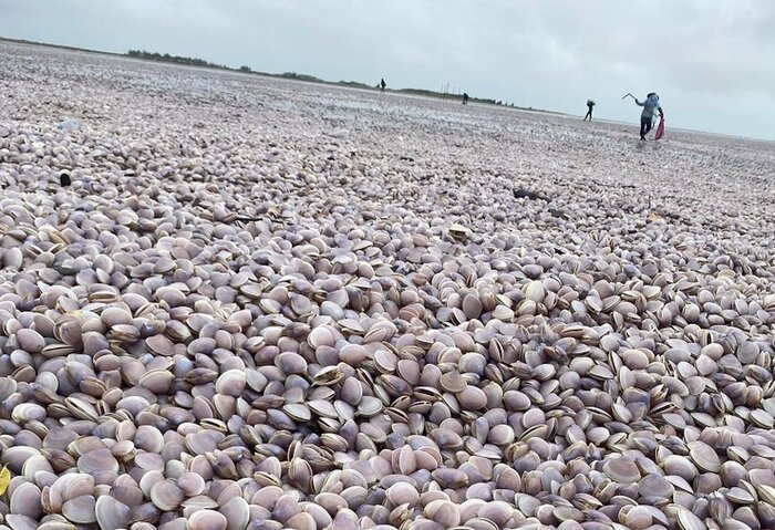 Sau bão Noru, hàng trăm tấn ngao giấy dạt trắng bờ biển ở Nam Định Ảnh 2