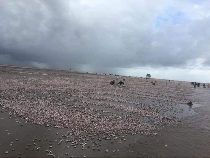 Sau bão Noru, hàng trăm tấn ngao giấy dạt trắng bờ biển ở Nam Định