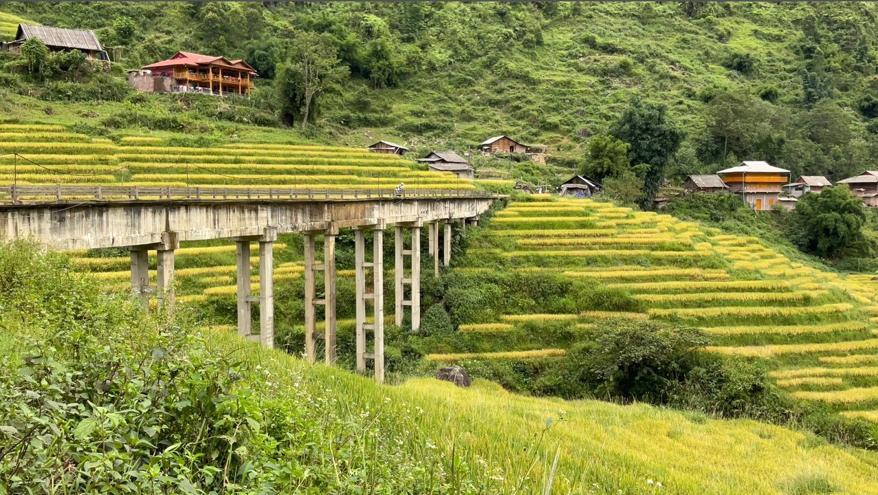 Bản làng Sa Pa mùa lúa chín đẹp say đắm lòng người