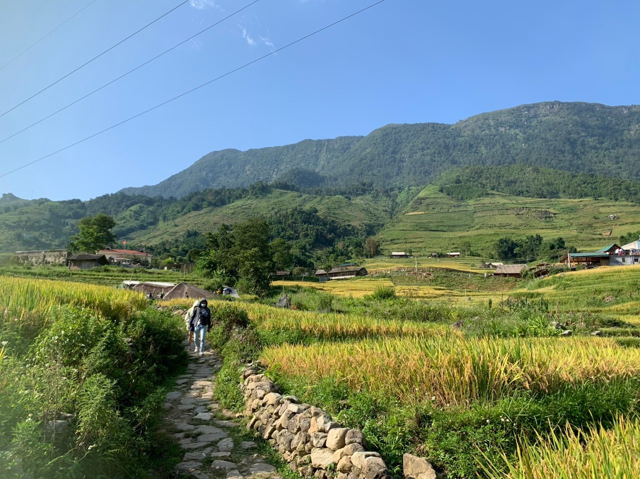 Bản làng Sa Pa mùa lúa chín đẹp say đắm lòng người