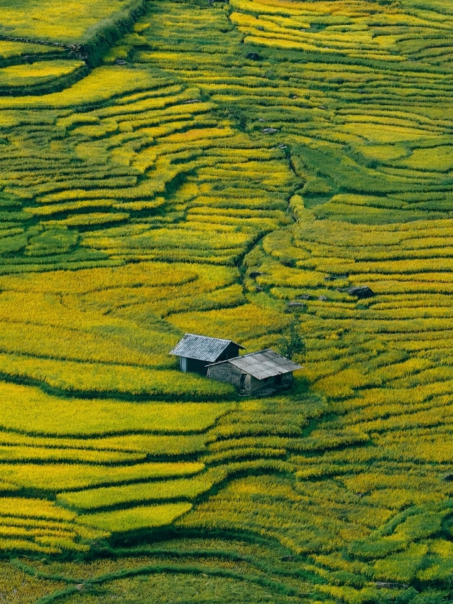 Du lịch Sapa – Y Tý mùa vàng trải nghiệm độc hành nơi Tây Bắc