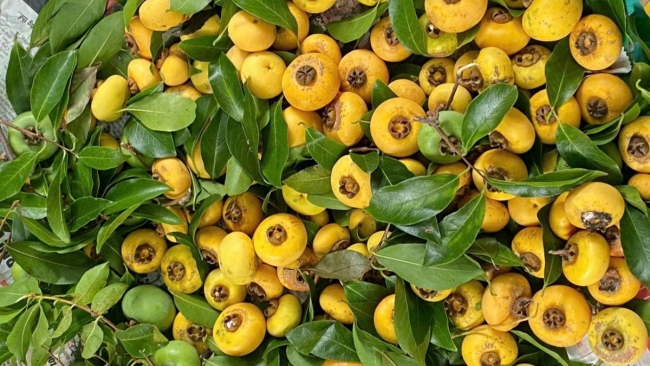 Mênh mang mùa thị