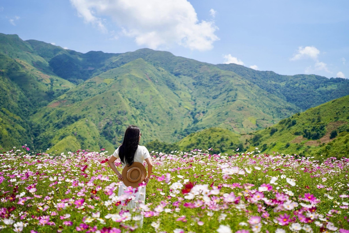 Tháng 9 lên Tà Xùa, chọn tour nào săn mây, ngắm lúa chín?