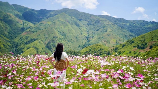 Tháng 9 lên Tà Xùa, chọn tour nào săn mây, ngắm lúa chín?