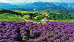 Khám phá cánh đồng hoa mua tím tuyệt đẹp cách Hà Nội 160 km