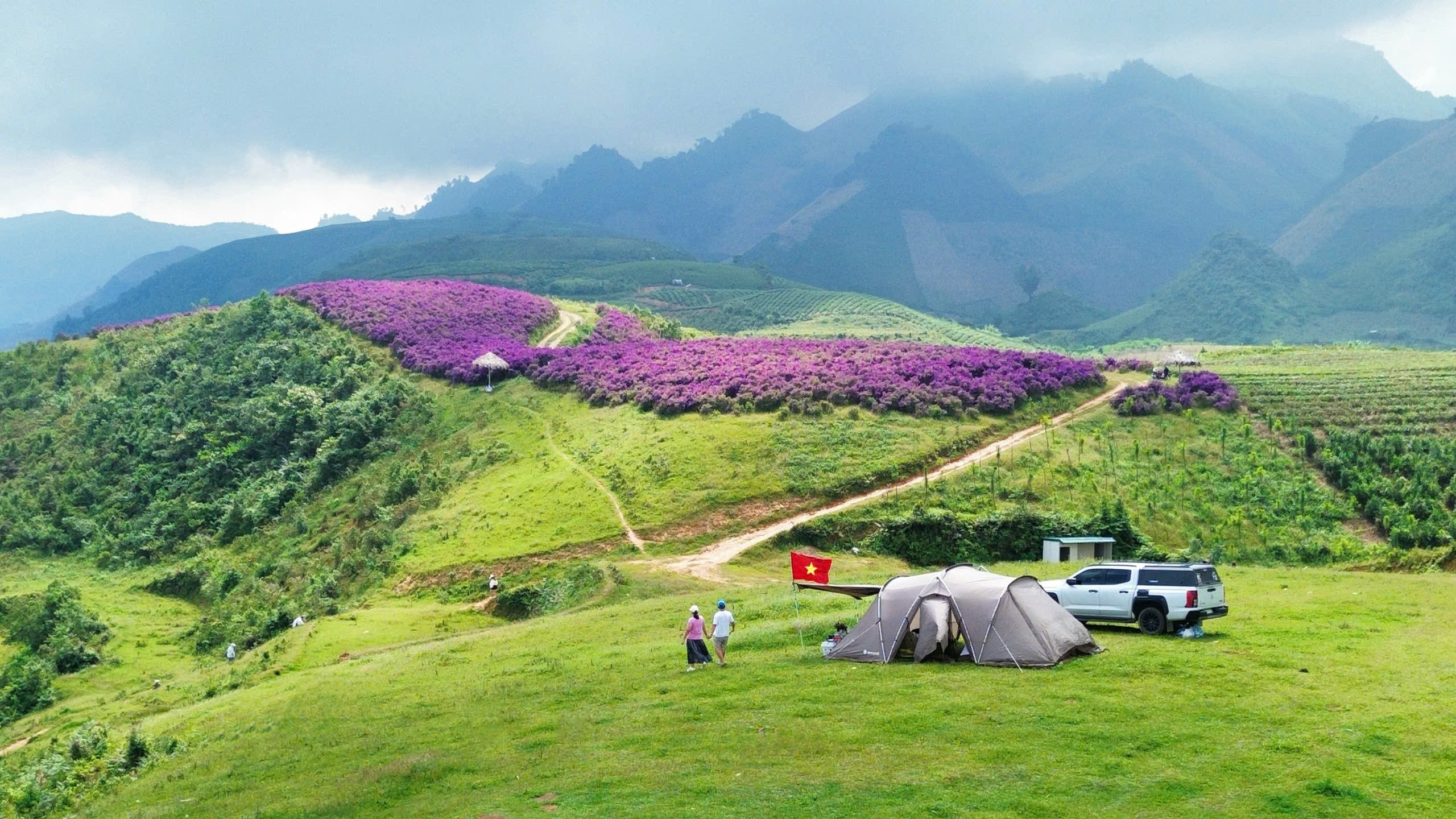 Khám phá cánh đồng hoa mua tím tuyệt đẹp cách Hà Nội 160 km