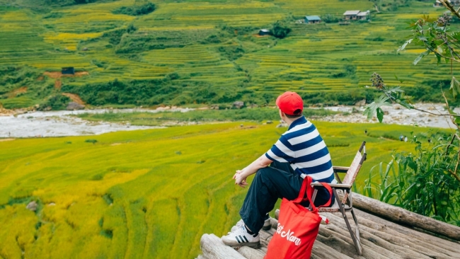 Say đắm mùa lúa chín trên triền núi Lào Cai