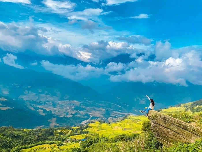 Say đắm mùa lúa chín trên triền núi Lào Cai