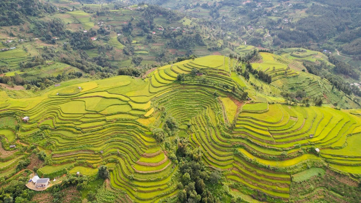 Say đắm mùa lúa chín trên triền núi Lào Cai