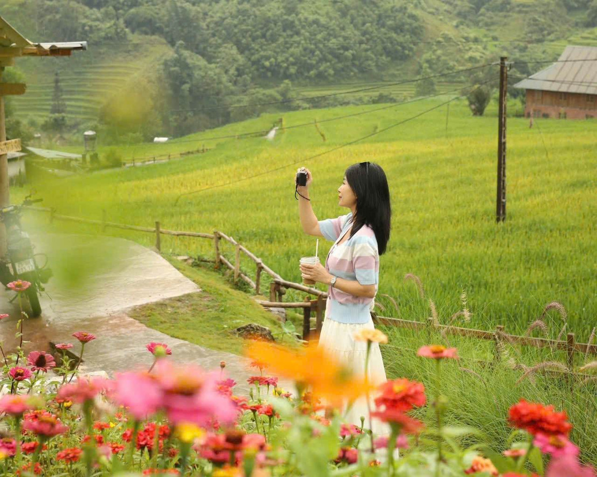 Say đắm mùa lúa chín trên triền núi Lào Cai