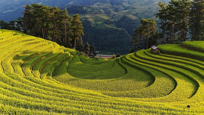 Đồi Móng Ngựa 'toạ độ' ngắm mùa lúa chín siêu thực ở Mù Cang Chải