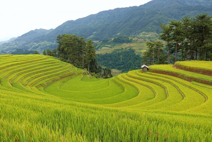 Đồi Móng Ngựa 'toạ độ' ngắm mùa lúa chín siêu thực ở Mù Cang Chải